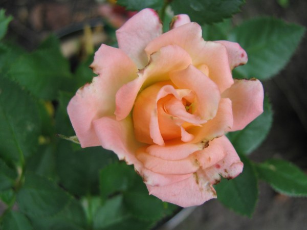 a-newly-bloomed-parade-rose-117101298116270nyT