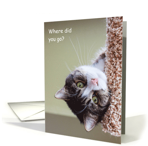 Thinking of You at College from Pet Cat Humor card (1447366) 2016-08-25 15-43-24