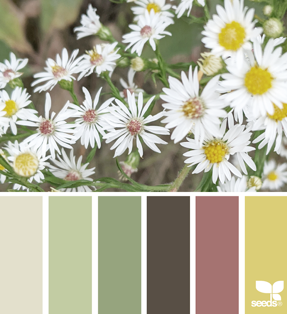 2_Wildflower_Hues