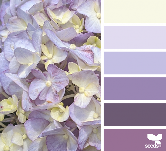 6_21_HydrangeaHues-1024x930