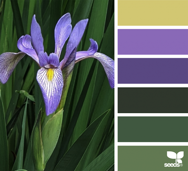 7_13_Color_Iris_-1024x930