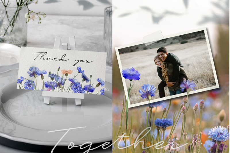 800_3524214_kgyf72pb8gshbwcdypbnmbxaovpuv3f87djt24w2_free-cornflowers-collection