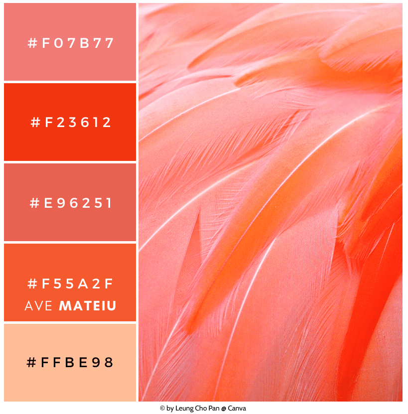 FireShot Capture 11125 - Pantone's Color of the Year 2024_ Peach Fuzz Color Palette 415 - Av_ - avemateiu.com